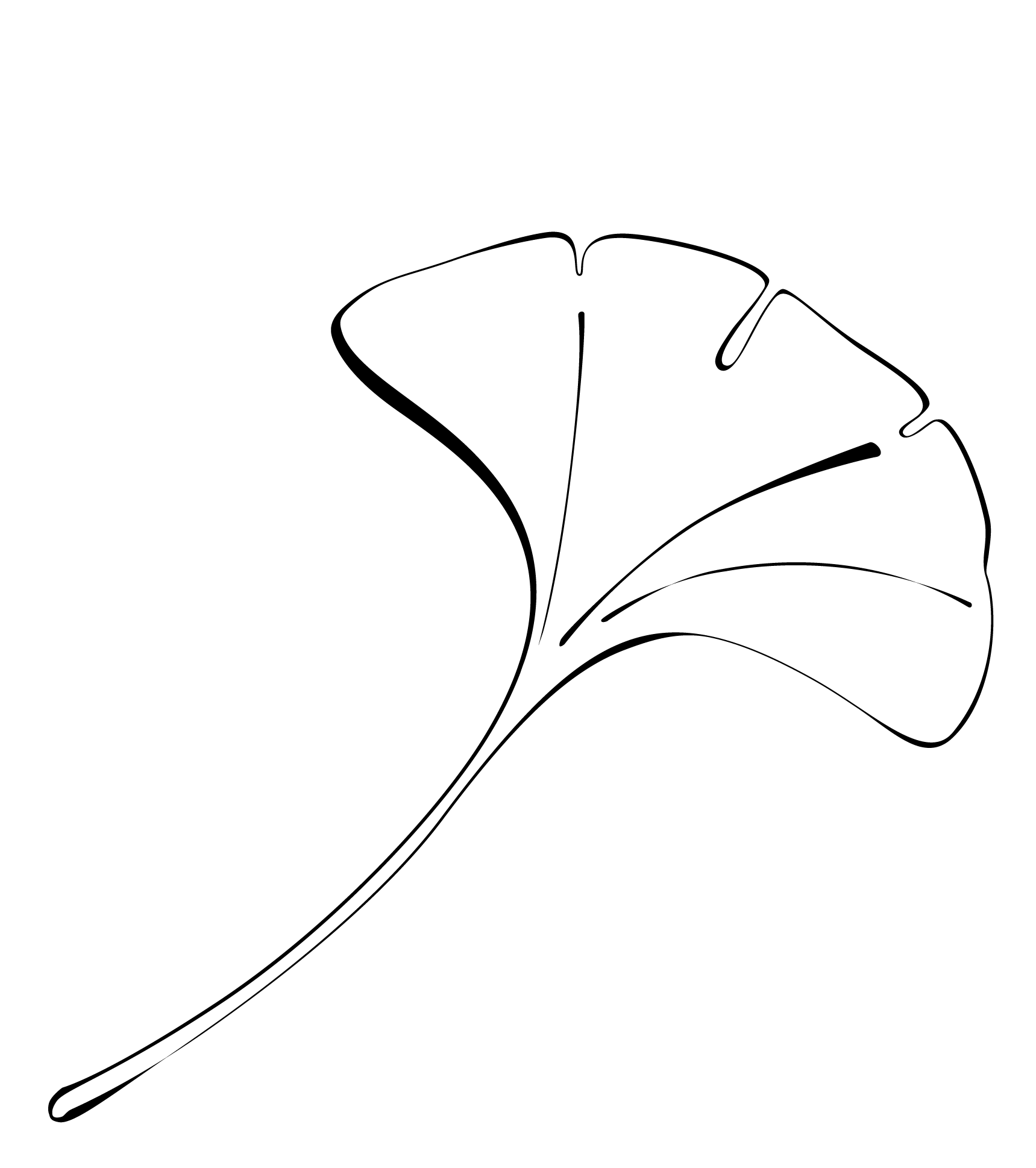 Eine Illustration von einem Ginkgo Blatt